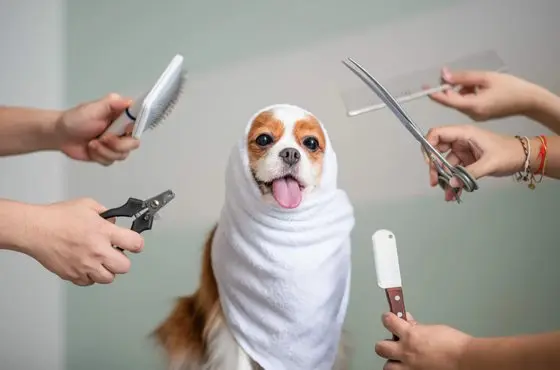 Pet spa add-ons Liverpool